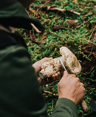 Matsutake Mushroom