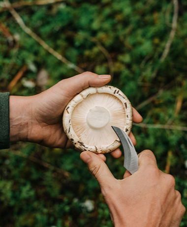 Matsutake Mushroom