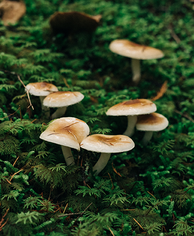 Matsutake Mushroom